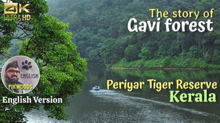 Definitive Guide To Gavi Princess | In-Depth Guide
