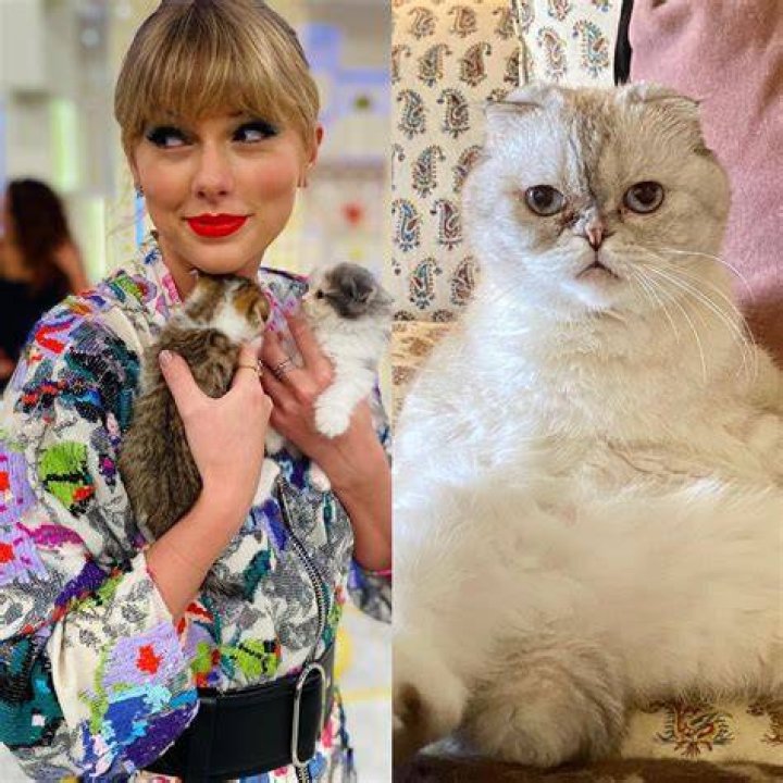 Taylor Swift's Feline Fortune: Unveiling The Net Worth Of Her Beloved Cats