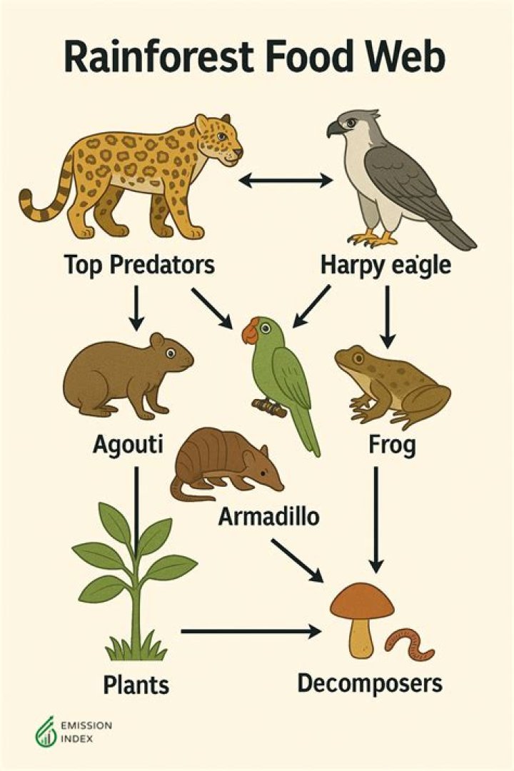 The Apex Predator: Understanding The Top Of The Food Chain