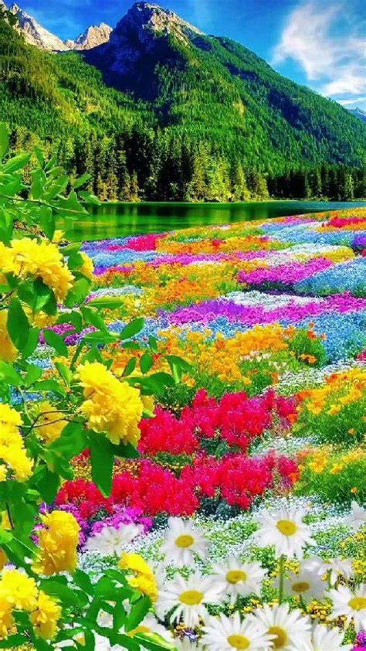 The Captivating World Of Flowers: Nature's Colorful Wonders