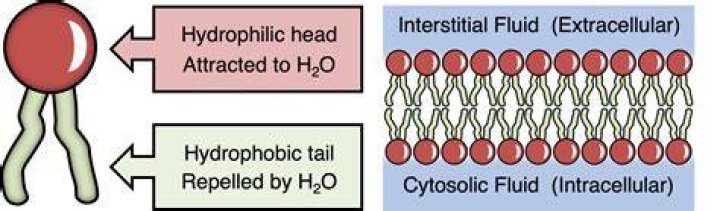 Understanding Polar Hydrophilic: The Science Behind Water Affinity