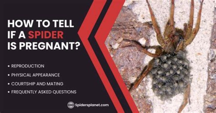Understanding Spider Reproduction: How Can You Tell If A Spider Is Pregnant?