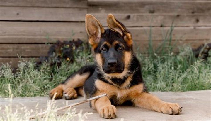 Unleashing The Love: Simon Cowell's German Shepherd