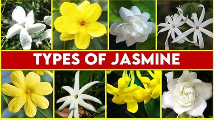 Unlocking The Fragrant Allure Of Jasmine Corckets: A Guide